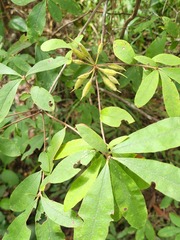 Rhododendron canescens