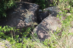 Bothriochloa ischaemum