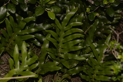 Microsorum pustulatum howense