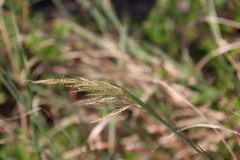 Bothriochloa ischaemum