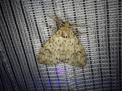 Lymantria minomonis