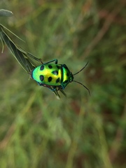 Chrysocoris