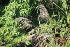 Miscanthus floridulus