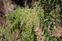 Rhus chinensis