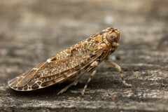 Plectoderini
