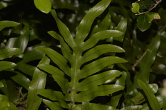 Microsorum pustulatum howense