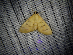 Patania chlorophanta