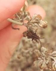 Nysius