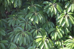 Ficus