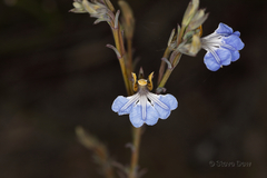 Lechenaultia heteromera