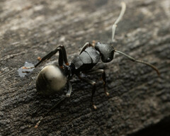 Polyrhachis phryne