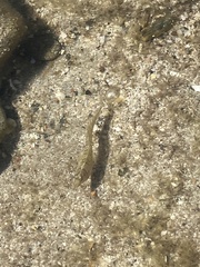 Salaria pavo