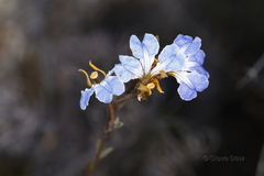 Lechenaultia heteromera