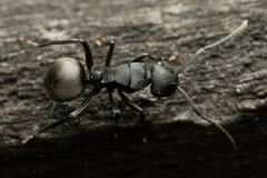 Polyrhachis phryne
