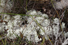 Pulchrocladia retipora