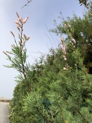 Tamarix canariensis