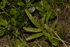 Microsorum pustulatum howense
