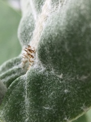 Calotropis