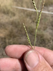 Eriochloa pseudoacrotricha