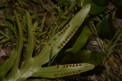 Microsorum pustulatum howense