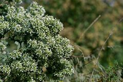 Baccharis halimifolia