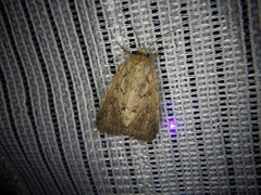 Spodoptera depravata