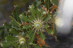 Banksia heliantha