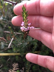 Erica vagans