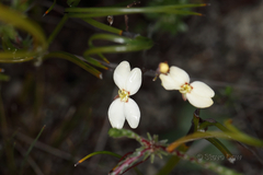 Stylidium pingrupense
