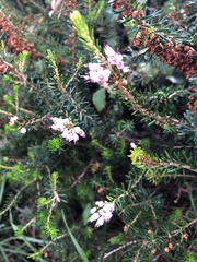 Erica vagans