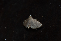 Cangetta hartoghialis