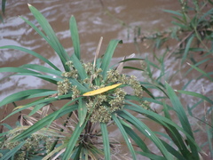 Cyperus alternifolius flabelliformis