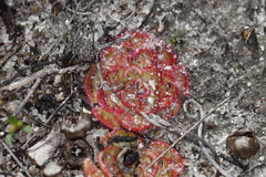 Drosera zonaria