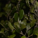 Planchonella myrsinifolia howeana - Photo (c) Nick Lambert, some rights reserved (CC BY-NC-SA), uploaded by Nick Lambert