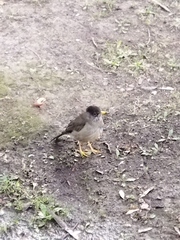 Turdus falcklandii