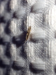 Agraylea