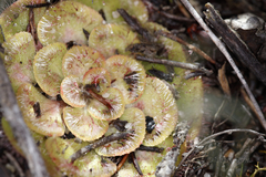Drosera zonaria