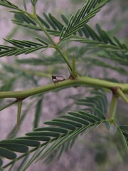 Membracidae