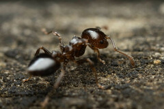 Crematogaster