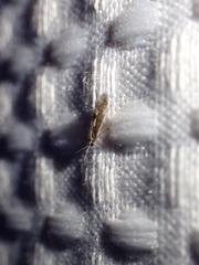 Agraylea