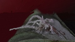 Gibellula