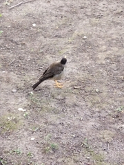Turdus falcklandii
