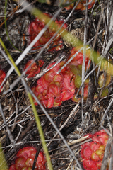 Drosera zonaria