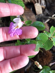 Impatiens balfourii