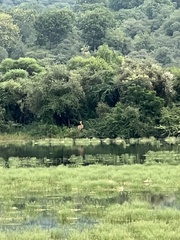 Boselaphus tragocamelus
