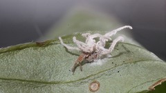 Gibellula