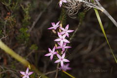 Calytrix decandra