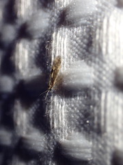 Agraylea