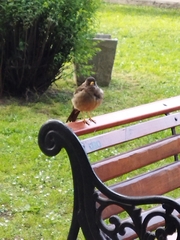 Turdus falcklandii