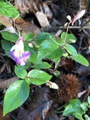 Impatiens balfourii